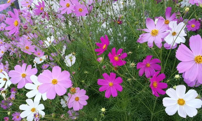 格桑花可以种在院子里吗？院子里种植格桑花的注意事项是什么？