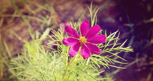 格桑花可以种在院子里吗？院子里种植格桑花的注意事项是什么？