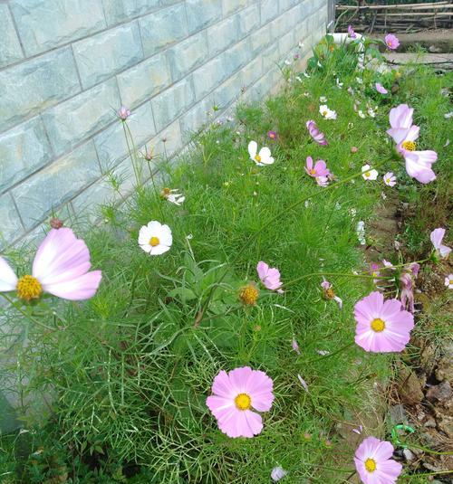格桑花可以种在院子里吗？院子里种植格桑花的注意事项是什么？