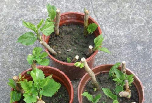 格桑花苗移栽的最佳时机是什么时候？移栽后如何护理？