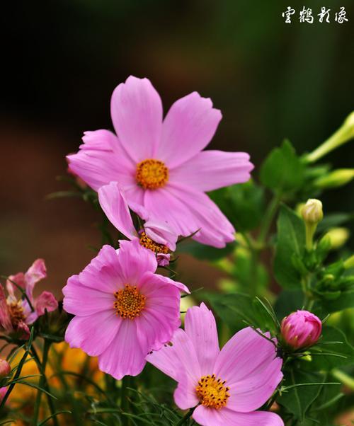 格桑花通常生长在哪里？如何在家中种植格桑花？