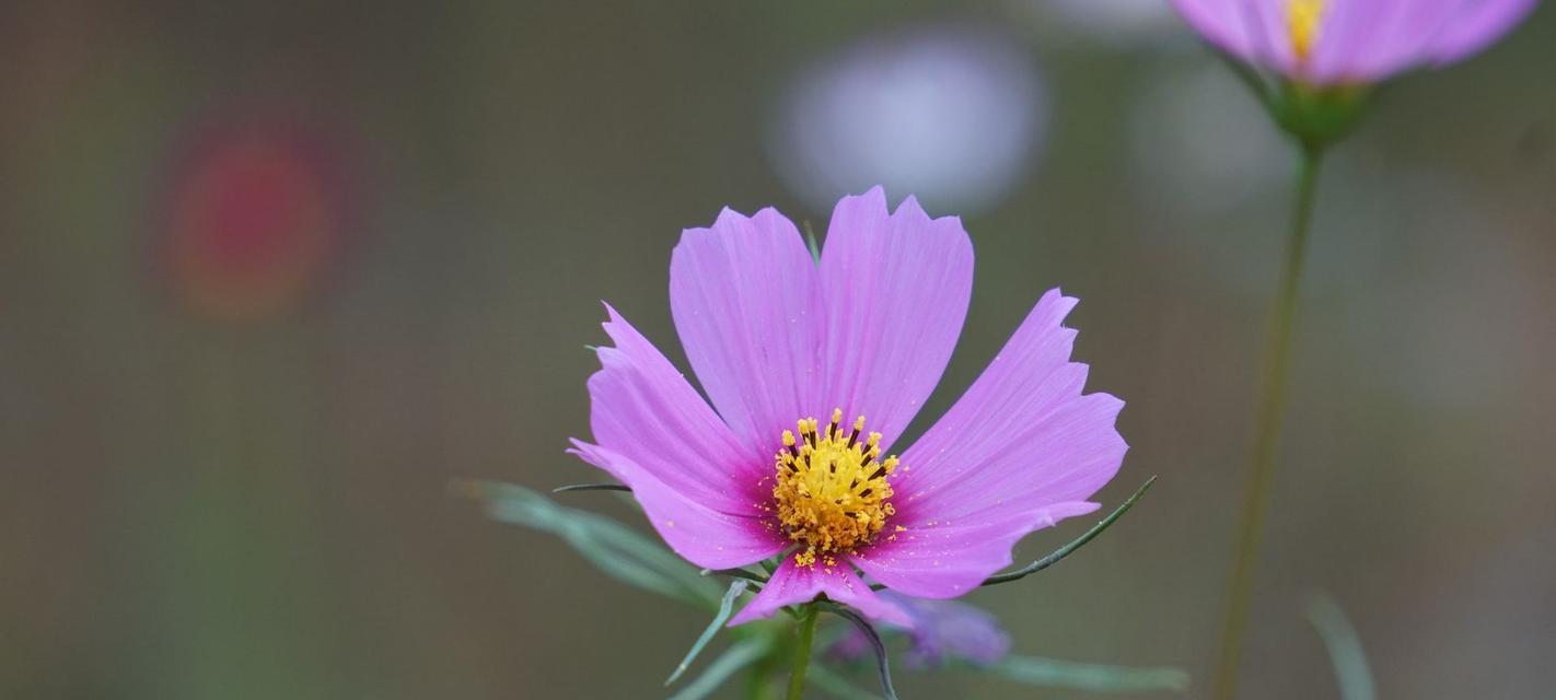 格桑花通常生长在哪里？如何在家中种植格桑花？