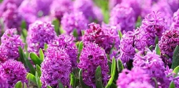 粉色风信子代表什么含义？花语背后的故事是什么？