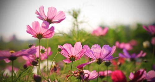 格桑花通常是什么颜色的？它的颜色有什么特别含义吗？