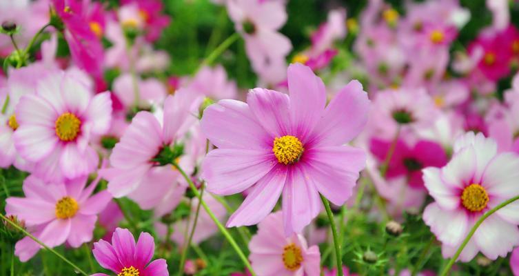 格桑花室内种植可行吗？如何在家中养护格桑花？