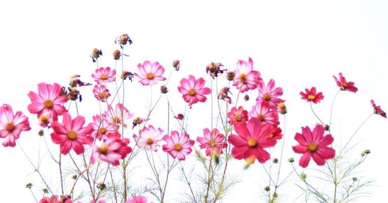 格桑花室内种植可行吗？如何在家中养护格桑花？