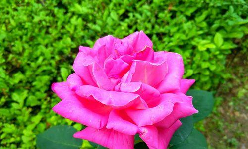 粉色月季的花语是什么？粉色月季代表什么含义？