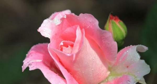 粉色月季花代表什么？粉色月季花语有哪些含义？
