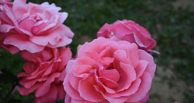 粉色月季花代表什么？粉色月季花语有哪些含义？