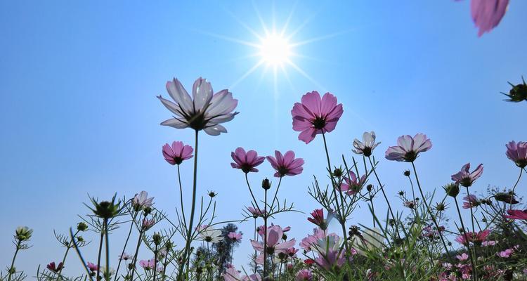 格桑花长什么样子？如何辨认这种美丽的花朵？
