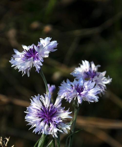 格桑花长什么样子？如何辨认这种美丽的花朵？