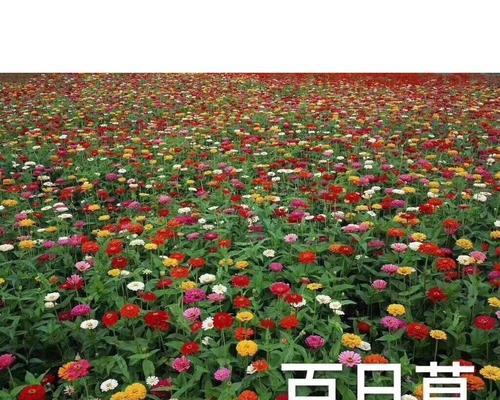 格桑花种子发芽需要多长时间？如何提高发芽率？