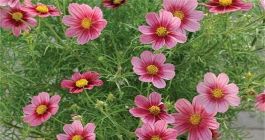 格桑花种子发芽需要多长时间？如何提高发芽率？