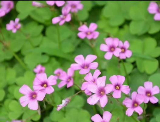 格桑花种子播种的最佳时间是什么时候？播种后需要注意哪些问题？