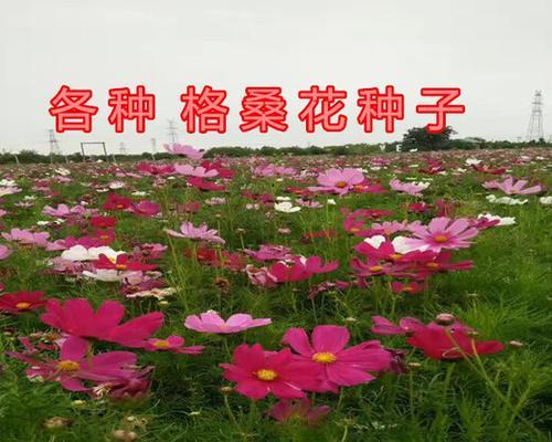 格桑花种子种植方法是什么？如何确保高成活率？