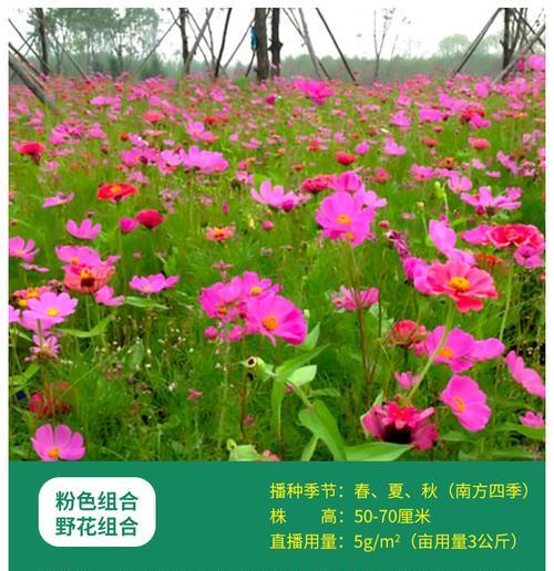 格桑花种子种植方法是什么？如何确保高成活率？