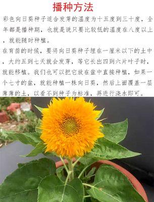 格桑花种子种植方法是什么？如何确保高成活率？