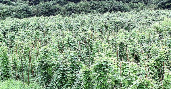 葛根的生长周期是多长时间？如何科学管理葛根种植？