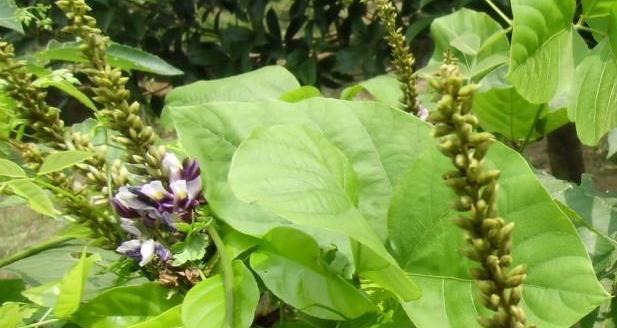 葛根开花时间是什么时候？几月份会开花？