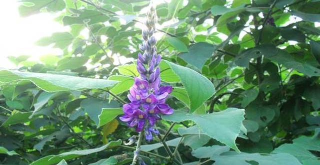 葛根开花时间是什么时候？几月份会开花？