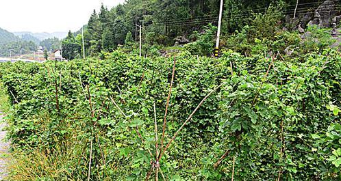 葛根的最佳种植时间是什么时候？种植后如何管理？