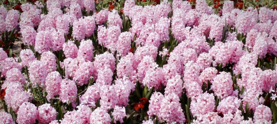 风信子鲜花花语是什么？如何正确解读风信子的花语含义？