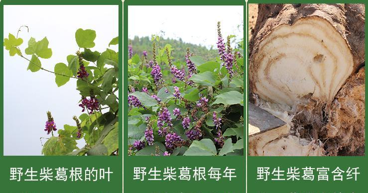 葛根是哪种植物的根？葛根的来源和功效是什么？