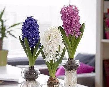 风信子的花语是什么？如何解读风信子的含义？