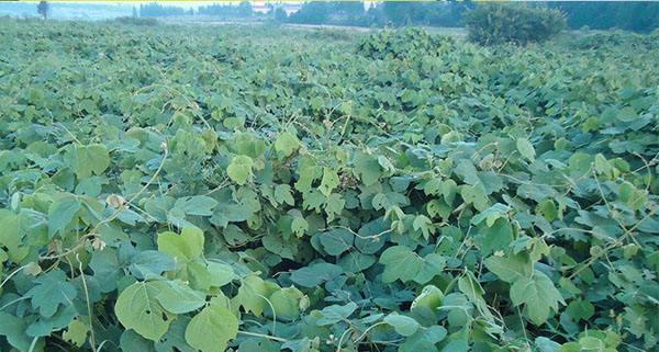 葛根适合什么地方种植？如何选择最佳种植环境？