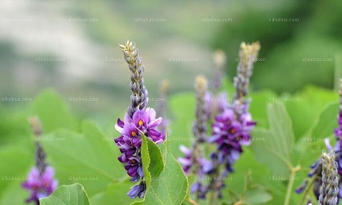 葛花的功效与作用是什么？如何正确食用葛花？