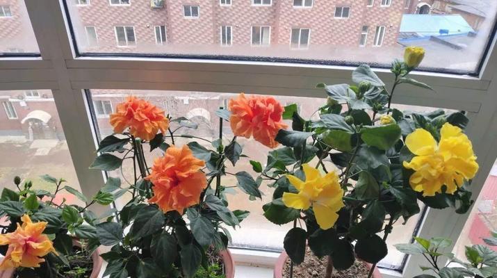 扶桑花叶子小是什么原因？如何解决扶桑花叶子小的问题？