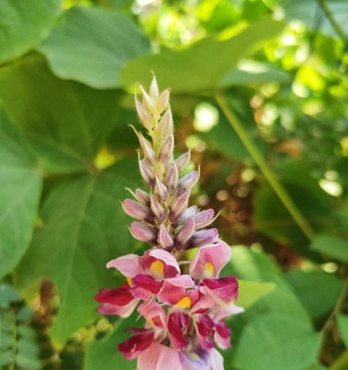葛花属于什么植物类别？它的特点和用途是什么？