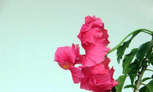 扶桑牡丹的花语是什么？扶桑牡丹的寓意有哪些常见问题？