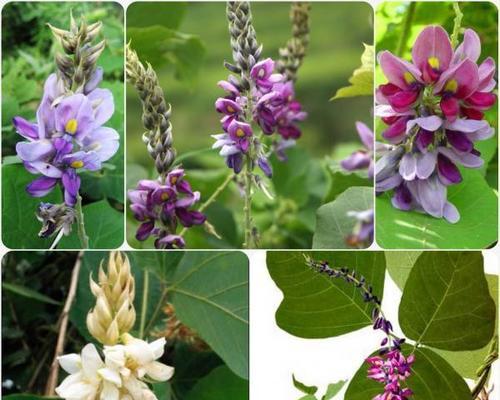 葛花属于什么植物类别？它的特点和用途是什么？