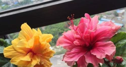 扶桑牡丹的花语是什么？扶桑牡丹的寓意有哪些常见问题？