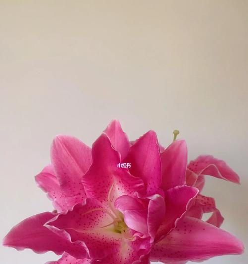 复瓣百合的花语有哪些含义？