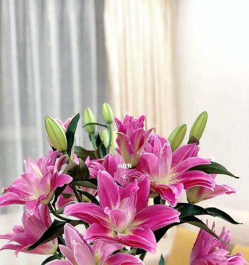 复瓣百合的花语有哪些含义？