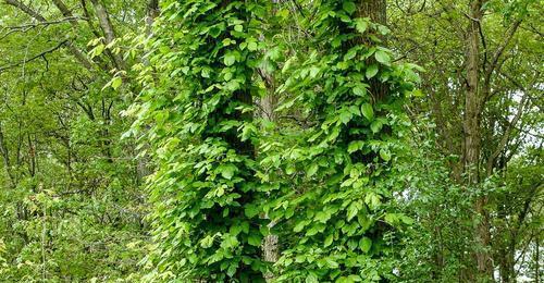 葛覃是什么植物属于什么科植物？如何识别和应用？