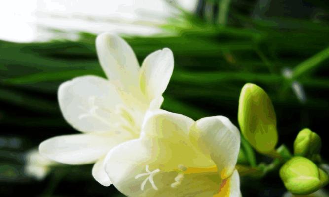 富贵叶子的花语有哪些含义？