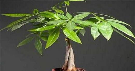 隔夜茶水浇发财树好吗？对植物生长的影响是什么？