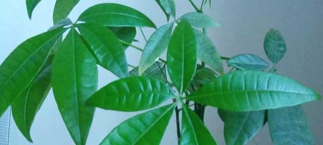 隔夜茶水浇发财树好吗？对植物生长的影响是什么？
