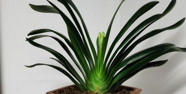 隔夜茶水浇君子兰好吗？对植物生长有影响吗？