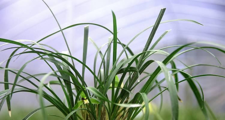 隔夜茶水浇兰花好吗？对兰花生长的影响是什么？