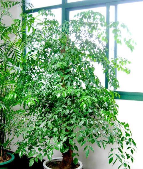 隔夜茶水浇幸福树好吗？对植物生长的影响是什么？