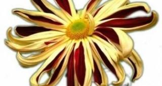 各类菊花花语是什么？如何根据花语选择菊花？