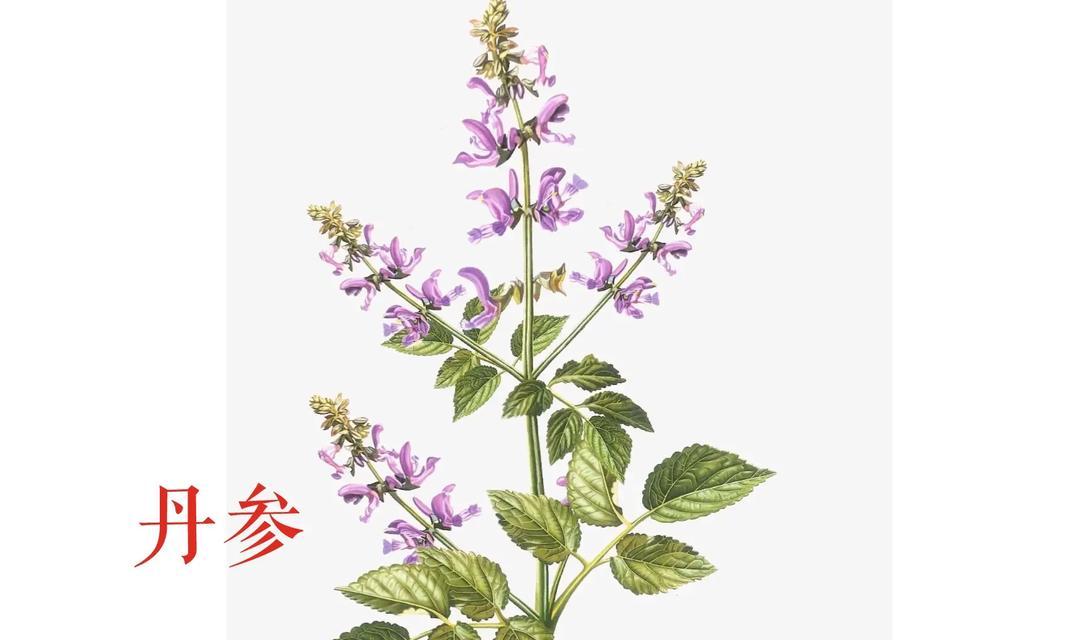 根茎类植物有哪些？它们的常见种类和特点是什么？