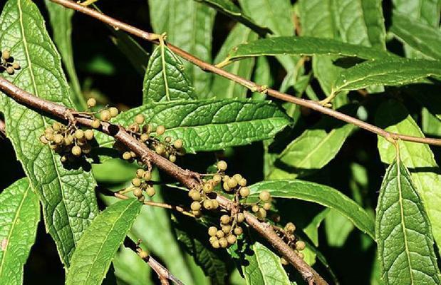 根类植物有哪些？它们的分类和特点是什么？