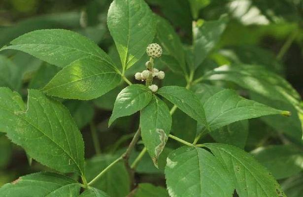 根类植物有哪些？它们的分类和特点是什么？