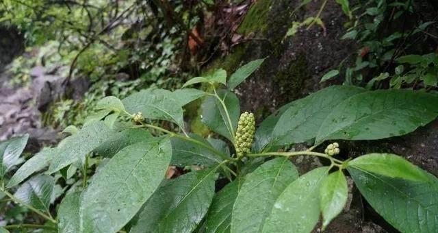 根类植物有哪些？它们的分类和特点是什么？