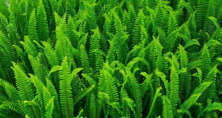 根浅的植物有哪些？它们如何适应环境？
